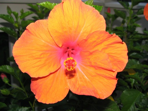 Jan's Hibiscus