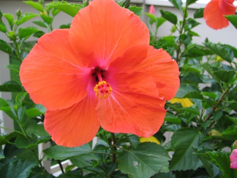 Jan's Hibiscus