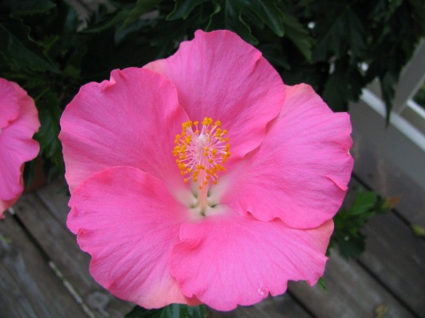 Jan's Hibiscus