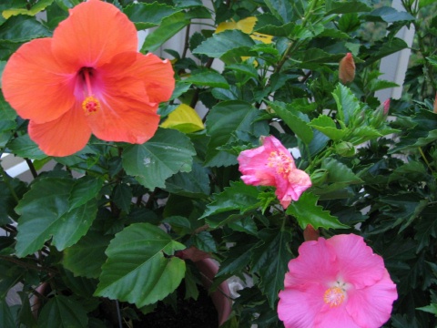 Jan's Hibiscus