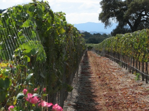 Foxen Canyon Road Wine Trail