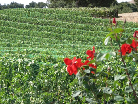 Foxen Canyon Road Wine Trail