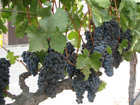 Foxen Canyon Road Wine Trail