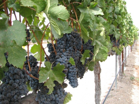 Foxen Canyon Road Wine Trail