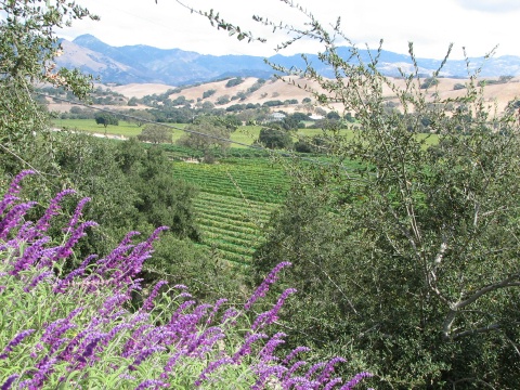 Foxen Canyon Road Wine Trail