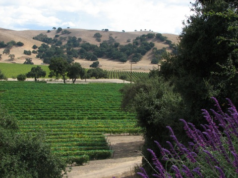 Foxen Canyon Road Wine Trail