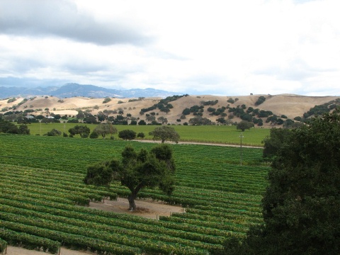Foxen Canyon Road Wine Trail