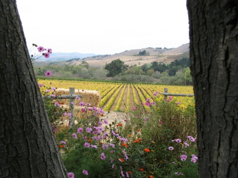 Santa Rita Hills Wine Trail