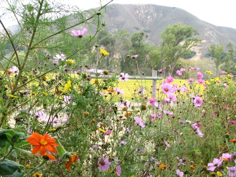 Santa Rita Hills Wine Trail