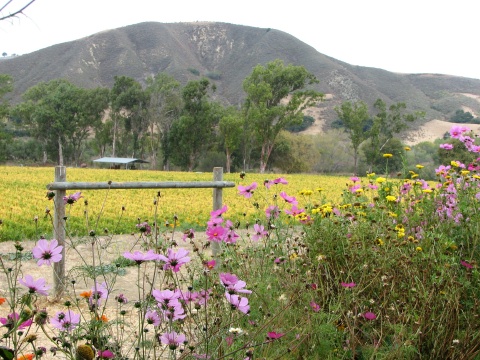 Santa Rita Hills Wine Trail