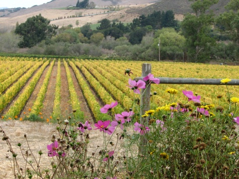 Santa Rita Hills Wine Trail