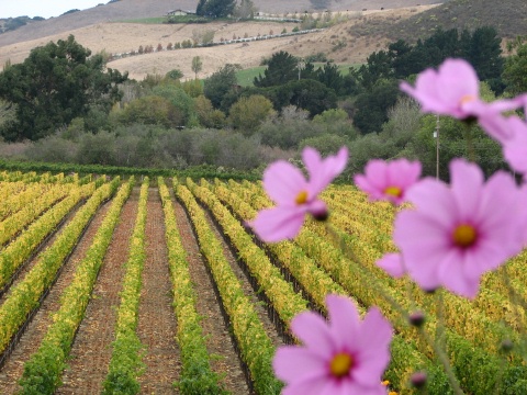 Santa Rita Hills Wine Trail