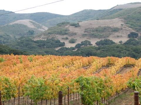 Santa Rita Hills Wine Trail