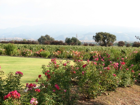 Santa Ynez Wine Trail