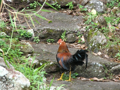 Saba - Mt. Scenery Trail