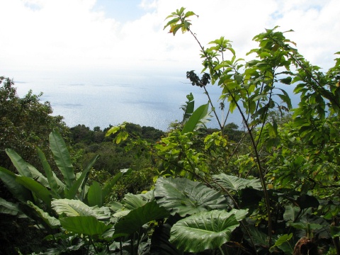 Saba - Mt. Scenery Trail