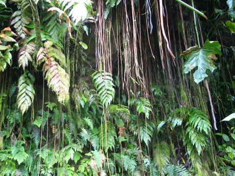 Saba - Mt. Scenery Trail