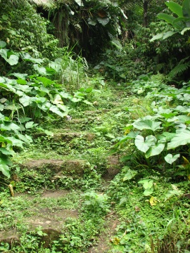 Saba - Mt. Scenery Trail