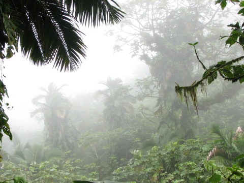 Saba - Mt. Scenery Trail