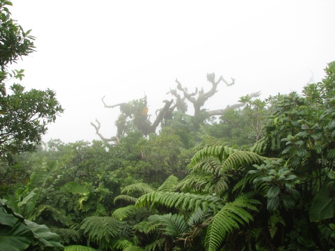 Saba - Mt. Scenery Trail