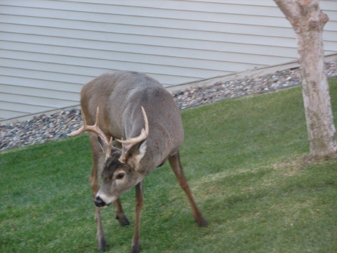 Nice Buck