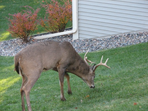 Nice Buck