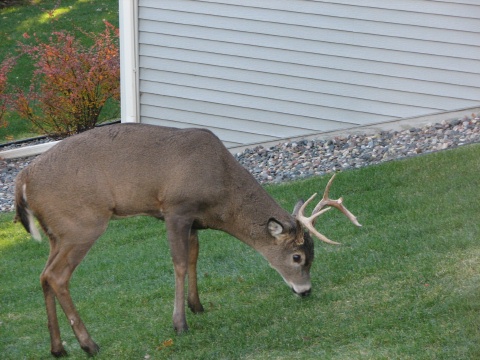 Nice Buck