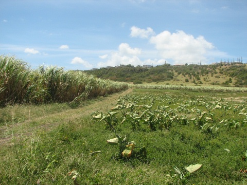 Barbados