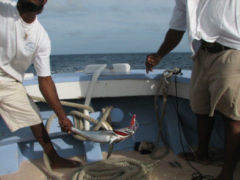 Sail to the Tobago Cays