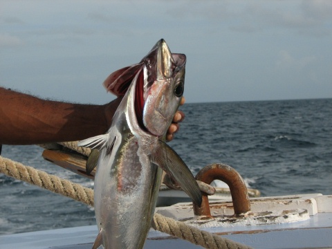 Sail to the Tobago Cays