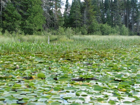 Lilly pads