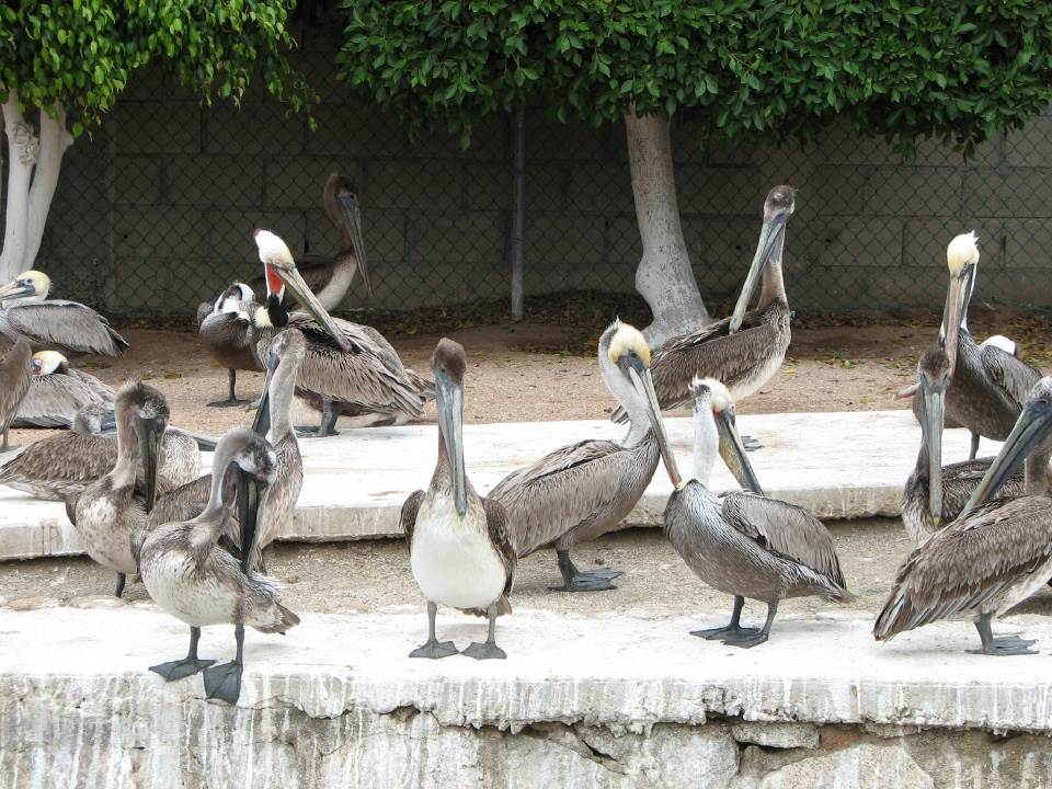 Pelicans hanging out in the harbor