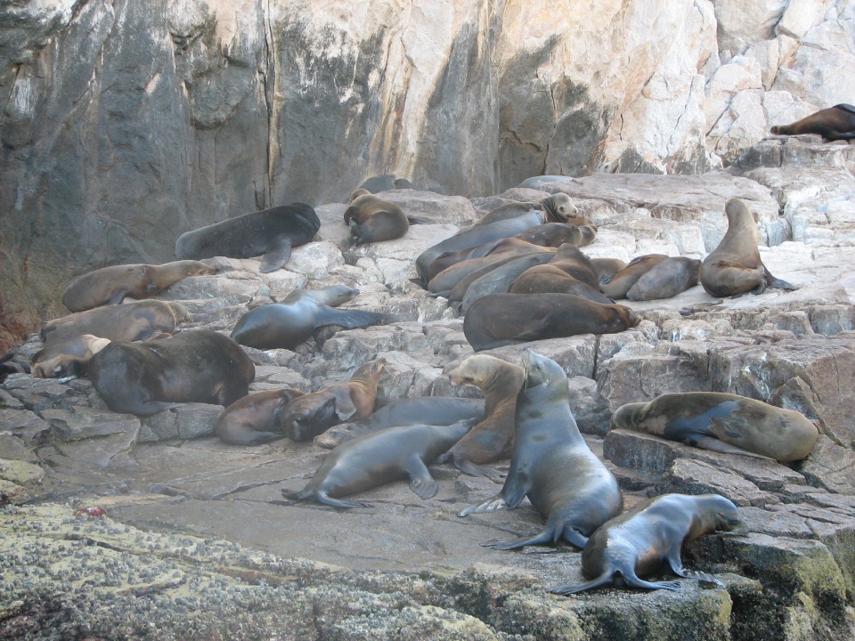 Sealions