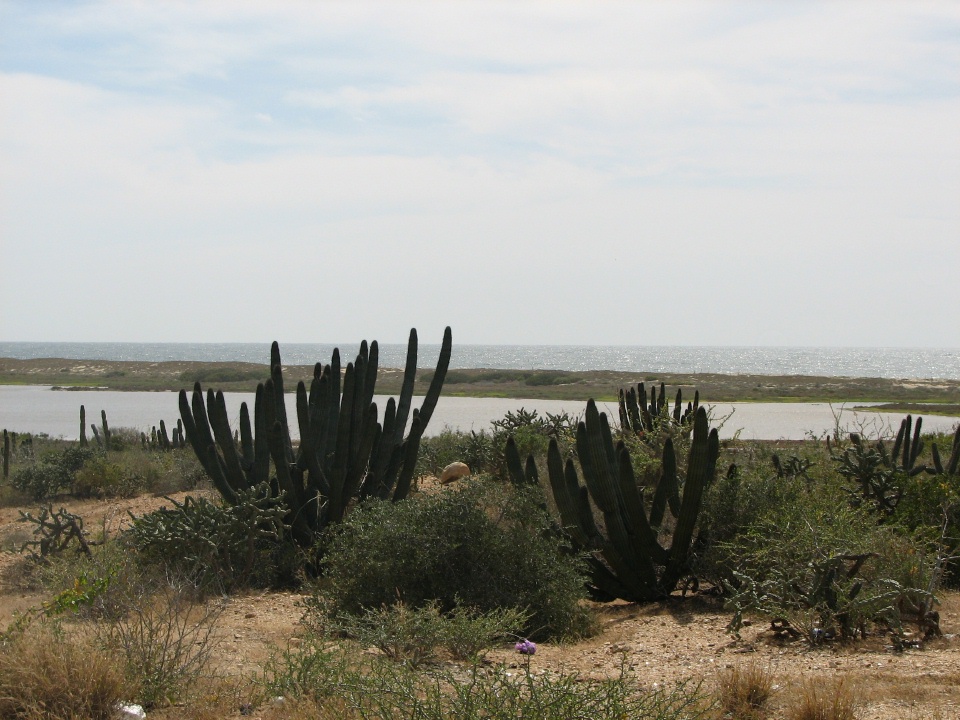 Road trip to Todos Santos