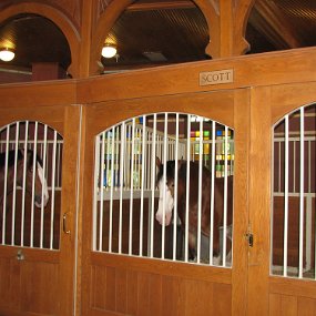 IMG_7356 The Clydesdales inside quarters