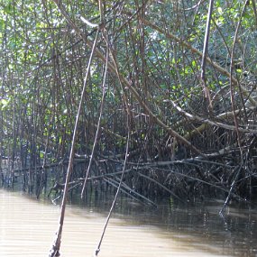 IMG_7896 Caroni swamp - Mangrove trees