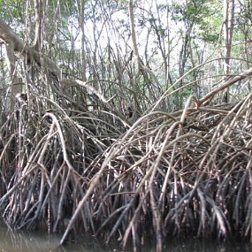 IMG_7897 Caroni swamp - Mangrove trees