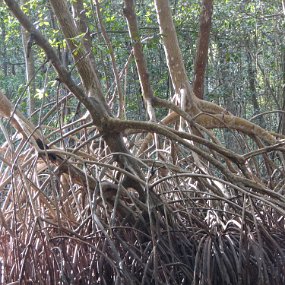 IMG_7900 Caroni swamp - Mangrove trees