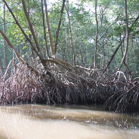 IMG_7901 Caroni swamp - Mangrove trees