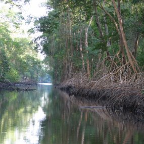 IMG_7909 Caroni swamp - Mangrove trees
