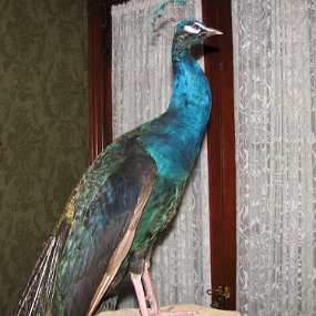 IMG_0385 Living room peacock