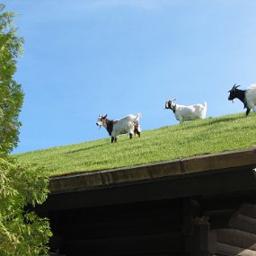 IMG_1901 Goats on the roof of Al Johnson's