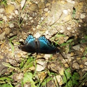 2018-06-22 15.04.09 Butterfly on hike at Carleton College Cowling Arboretum