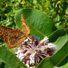 2018-06-22 15.09.38 Butterflies on hike at Carleton College Cowling Arboretum