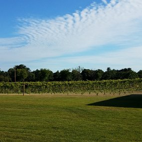 2018-08-02 18.07.07 7 Vines Vineyard