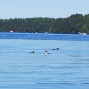 2019-07-13 15.19.09-1 Loons seen while kayaking
