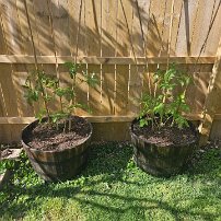 Justin planters 2 Brenna's grew these tomato plants from seeds.