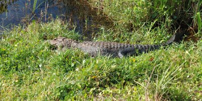 20240401_102002 Everglades National Park - alligator