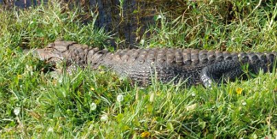 20240401_102009 Everglades National Park - alligator