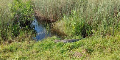 20240401_102024 Everglades National Park - alligator